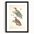 Vintage Animal Art: Almorah & Rufus Woodpecker Illustration Print