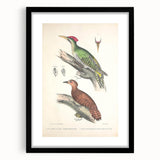 Vintage Animal Art: Almorah & Rufus Woodpecker Illustration Print