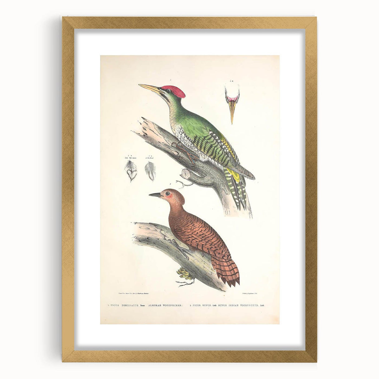 Vintage Animal Art: Almorah & Rufus Woodpecker Illustration Print
