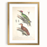 Vintage Animal Art: Almorah & Rufus Woodpecker Illustration Print