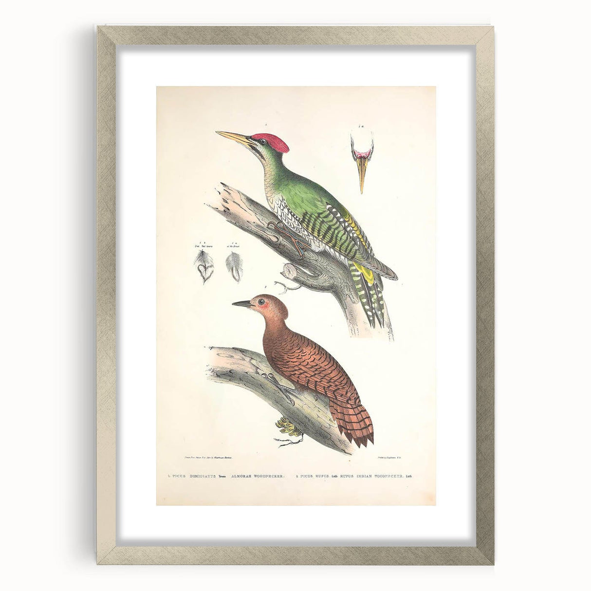 Vintage Animal Art: Almorah & Rufus Woodpecker Illustration Print
