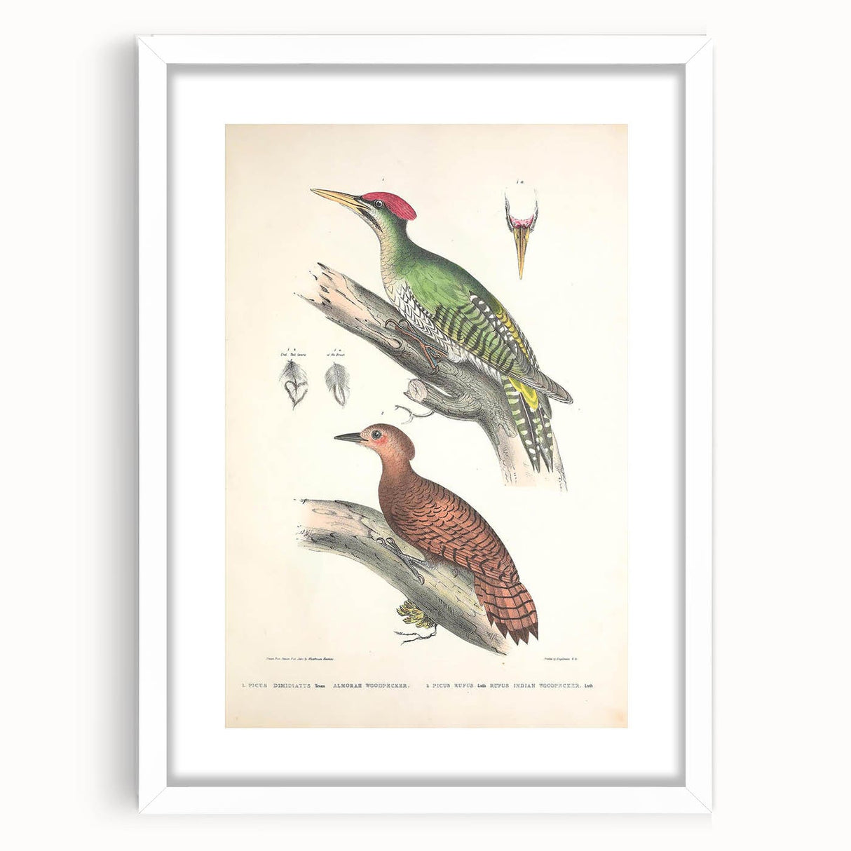 Vintage Animal Art: Almorah & Rufus Woodpecker Illustration Print