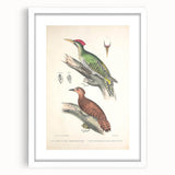 Vintage Animal Art: Almorah & Rufus Woodpecker Illustration Print