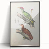 Vintage Animal Art: Almorah & Rufus Woodpecker Illustration Print