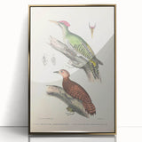 Vintage Animal Art: Almorah & Rufus Woodpecker Illustration Print