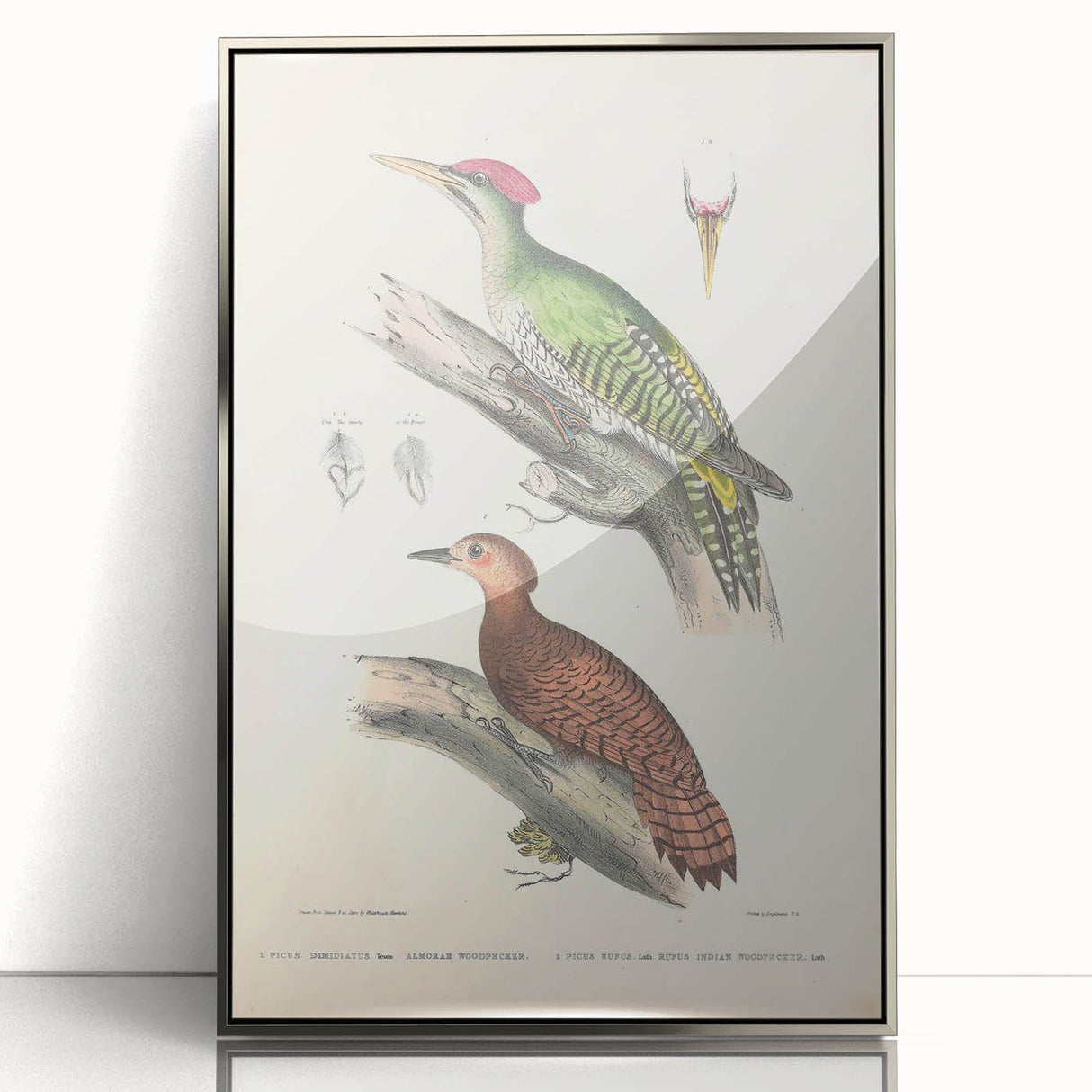 Vintage Animal Art: Almorah & Rufus Woodpecker Illustration Print