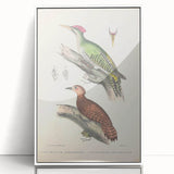 Vintage Animal Art: Almorah & Rufus Woodpecker Illustration Print