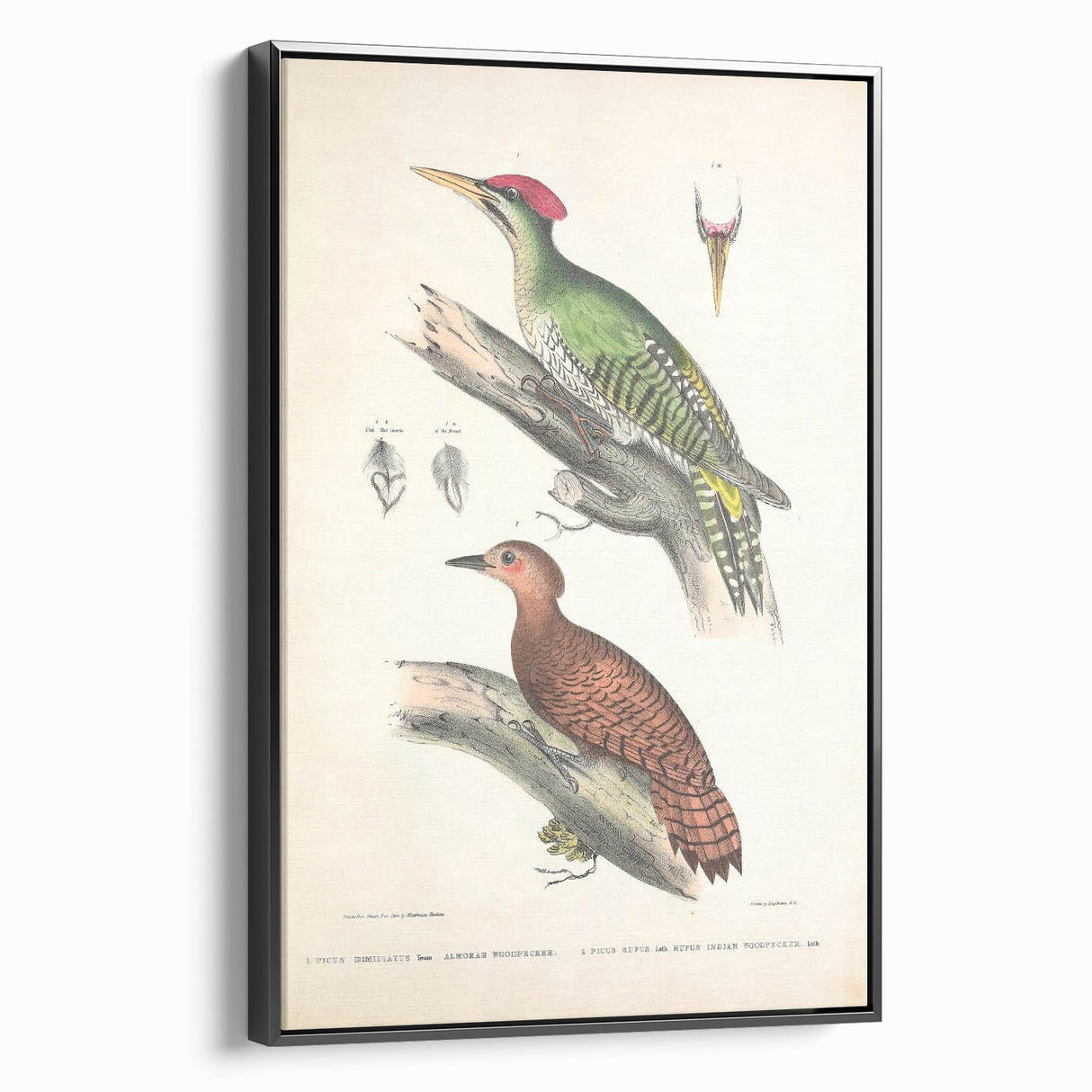 Vintage Animal Art: Almorah & Rufus Woodpecker Illustration Print