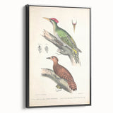 Vintage Animal Art: Almorah & Rufus Woodpecker Illustration Print