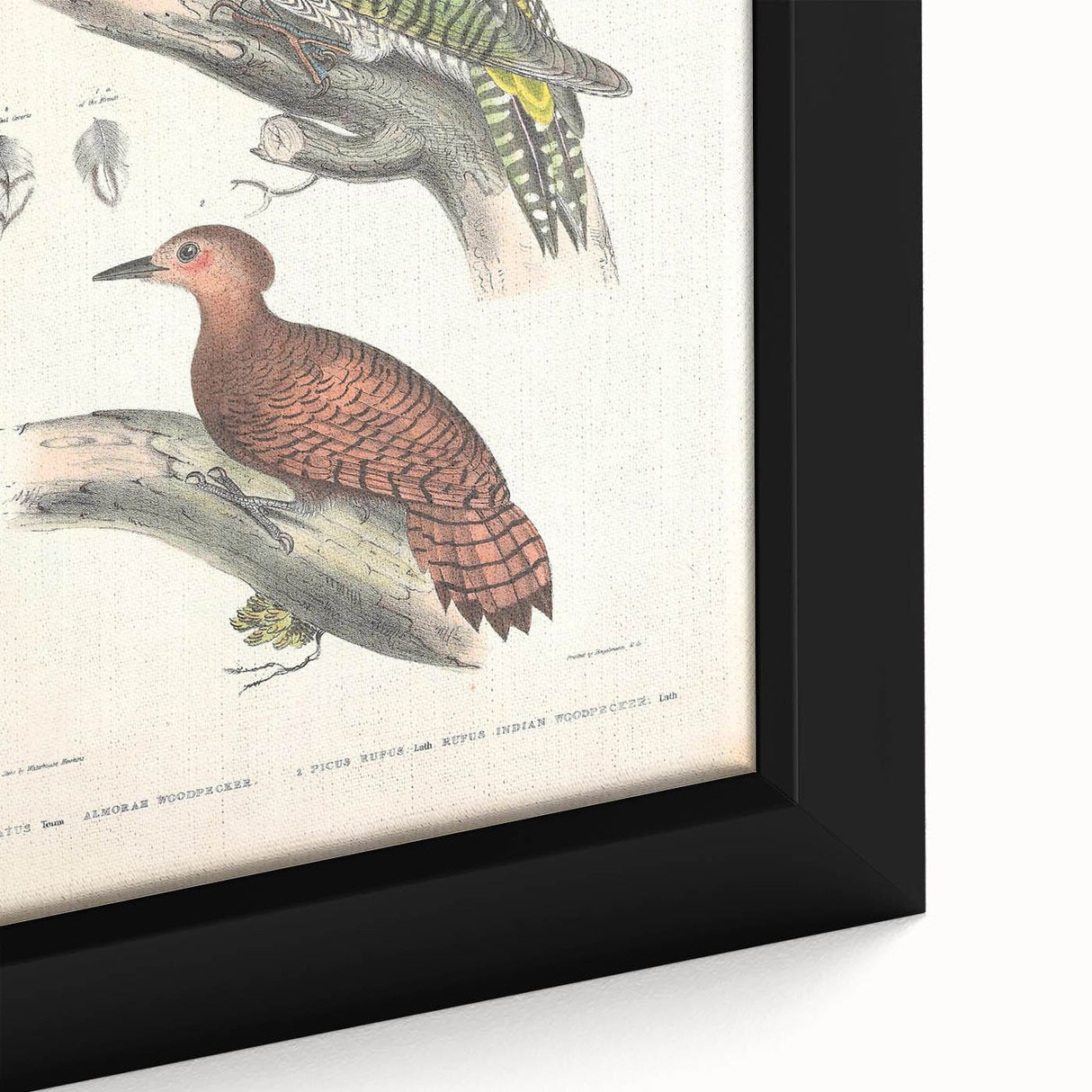 Vintage Animal Art: Almorah & Rufus Woodpecker Illustration Print