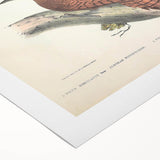 Vintage Animal Art: Almorah & Rufus Woodpecker Illustration Print