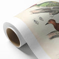 Vintage Animal Art: Almorah & Rufus Woodpecker Illustration Print