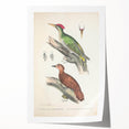 Vintage Animal Art: Almorah & Rufus Woodpecker Illustration Print