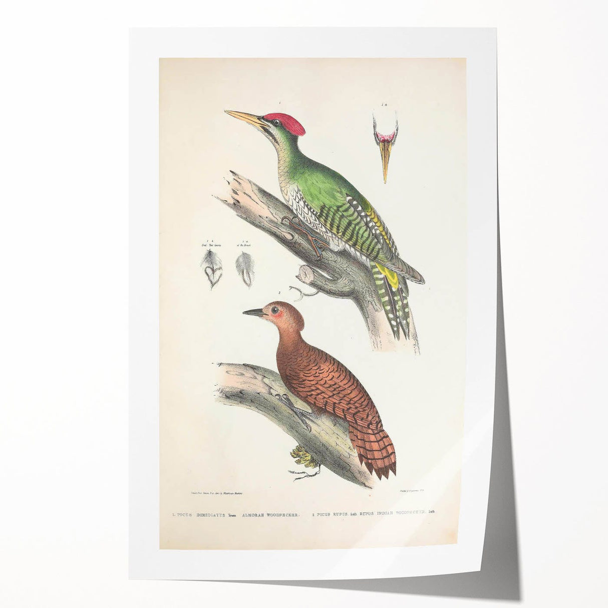 Vintage Animal Art: Almorah & Rufus Woodpecker Illustration Print