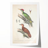 Vintage Animal Art: Almorah & Rufus Woodpecker Illustration Print