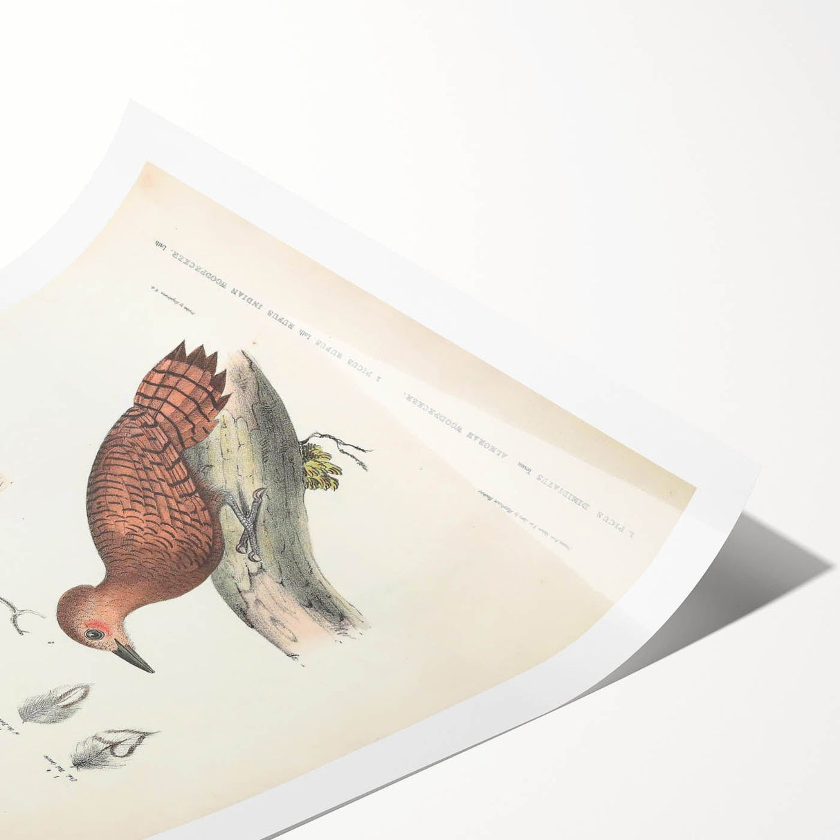 Vintage Animal Art: Almorah & Rufus Woodpecker Illustration Print
