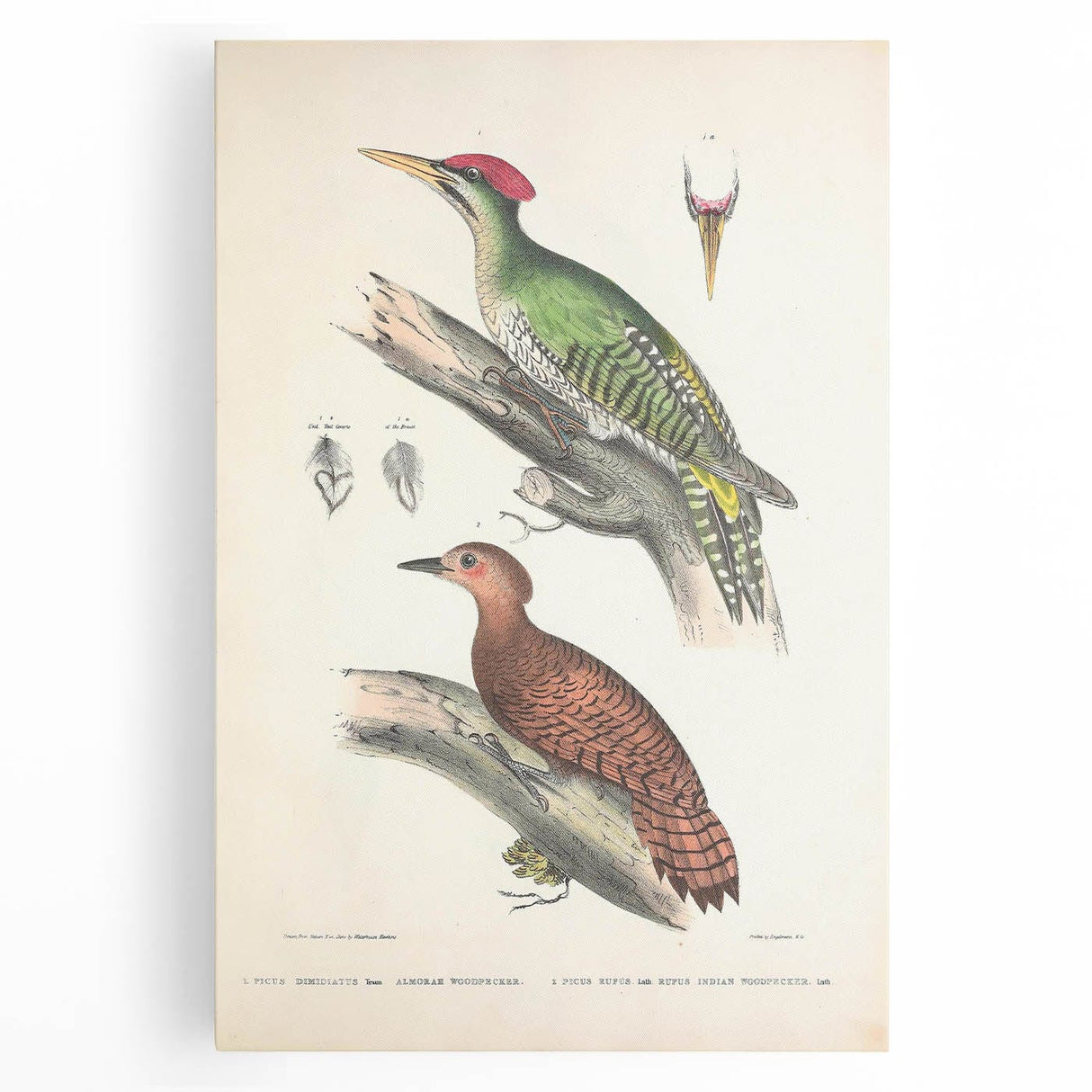 Vintage Animal Art: Almorah & Rufus Woodpecker Illustration Print