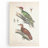 Vintage Animal Art: Almorah & Rufus Woodpecker Illustration Print