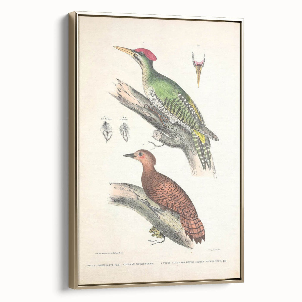Vintage Animal Art: Almorah & Rufus Woodpecker Illustration Print
