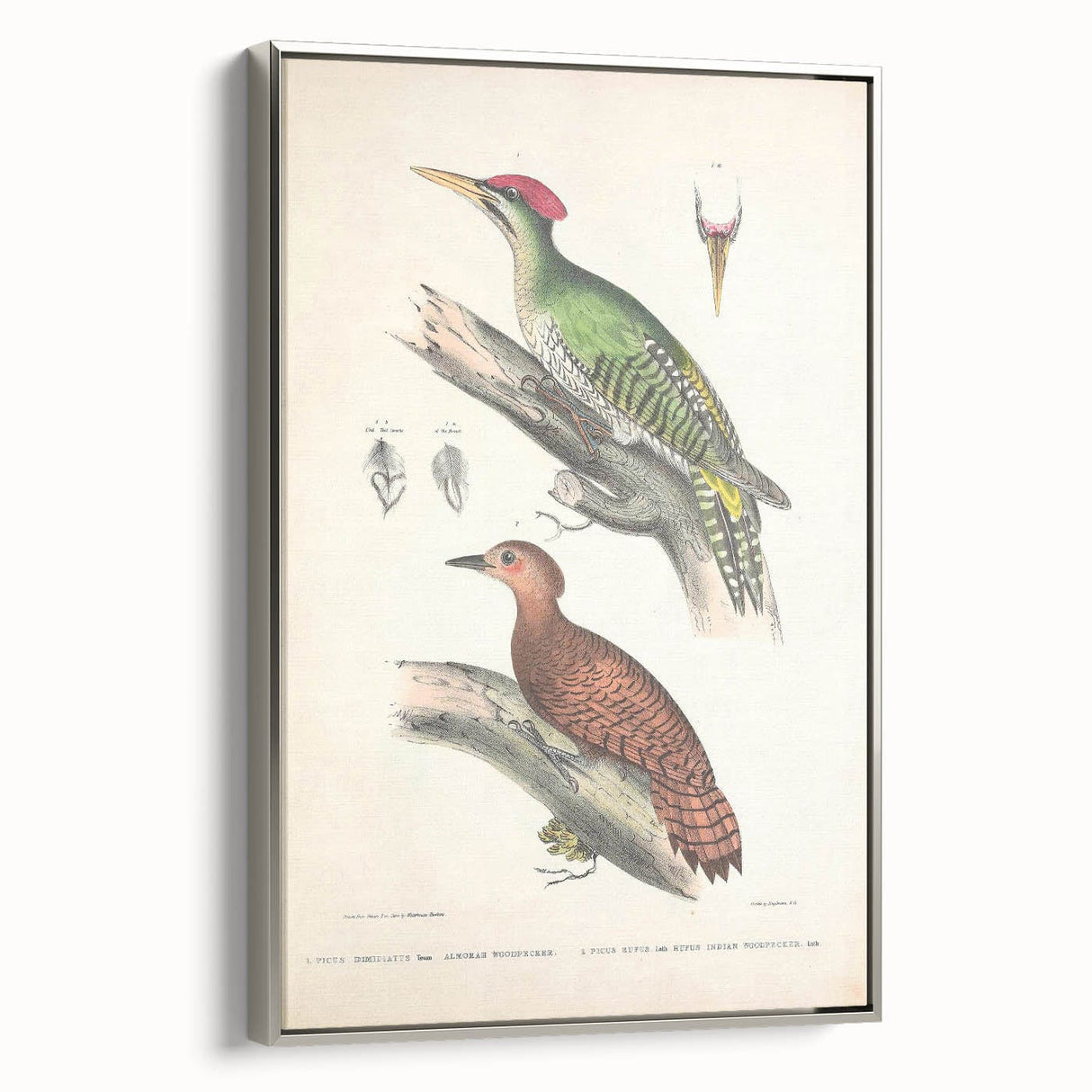 Vintage Animal Art: Almorah & Rufus Woodpecker Illustration Print