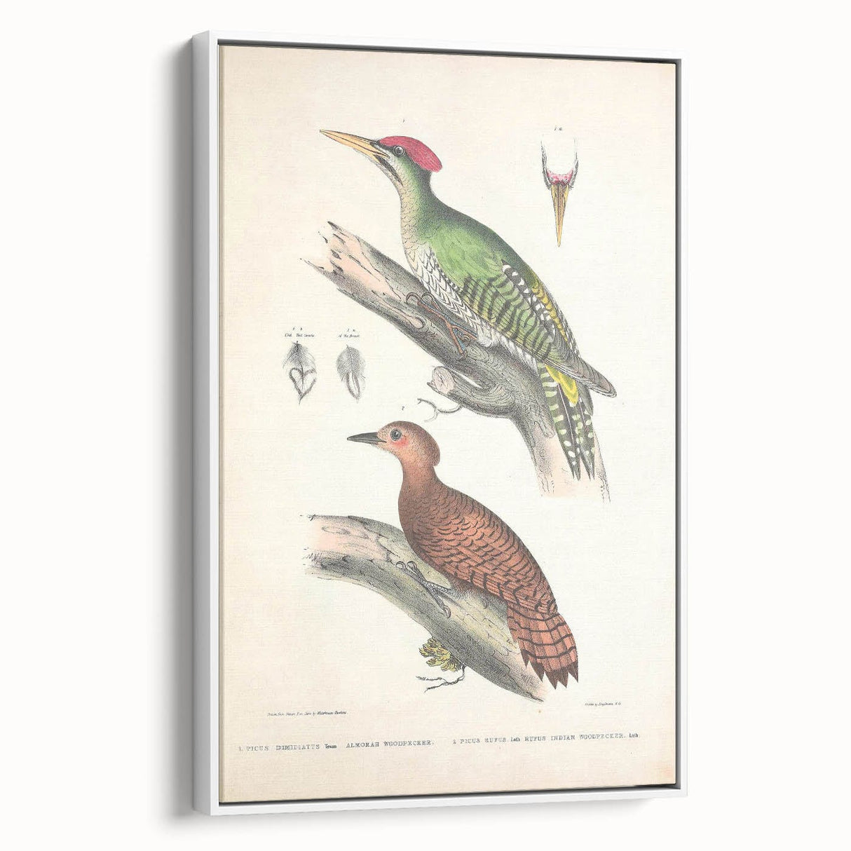 Vintage Animal Art: Almorah & Rufus Woodpecker Illustration Print