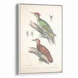 Vintage Animal Art: Almorah & Rufus Woodpecker Illustration Print