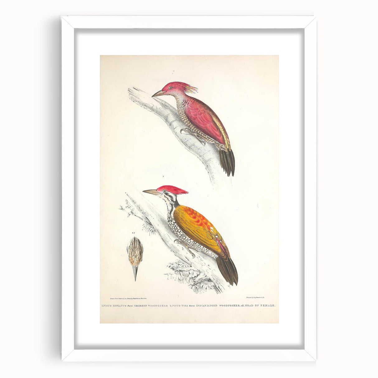 Vintage Animal Art: Crimson & Indian-Streaked Woodpecker Print
