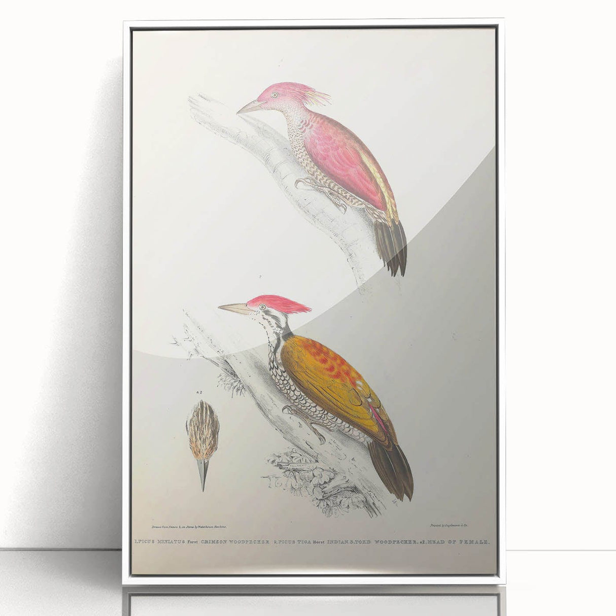 Vintage Animal Art: Crimson & Indian-Streaked Woodpecker Print