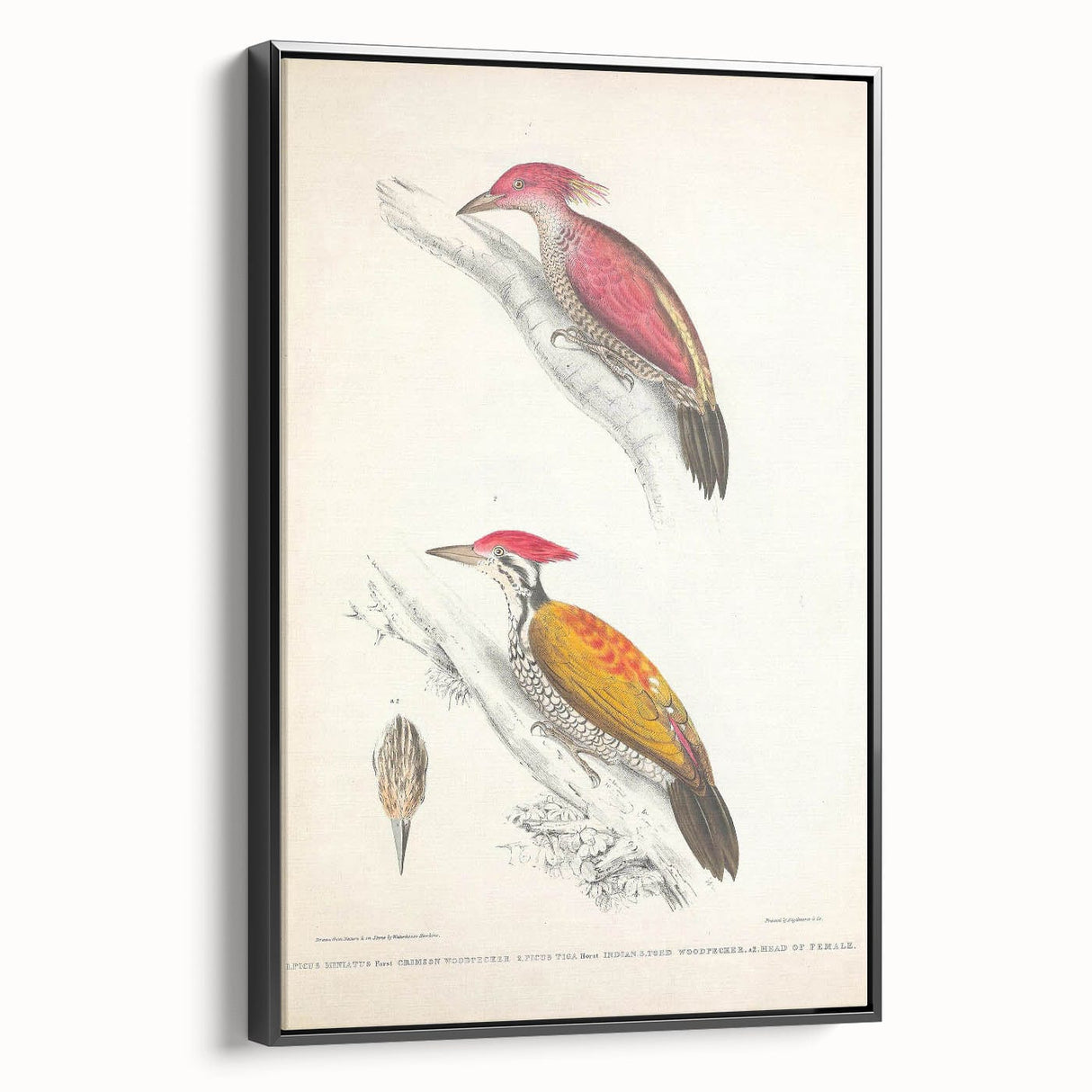 Vintage Animal Art: Crimson & Indian-Streaked Woodpecker Print