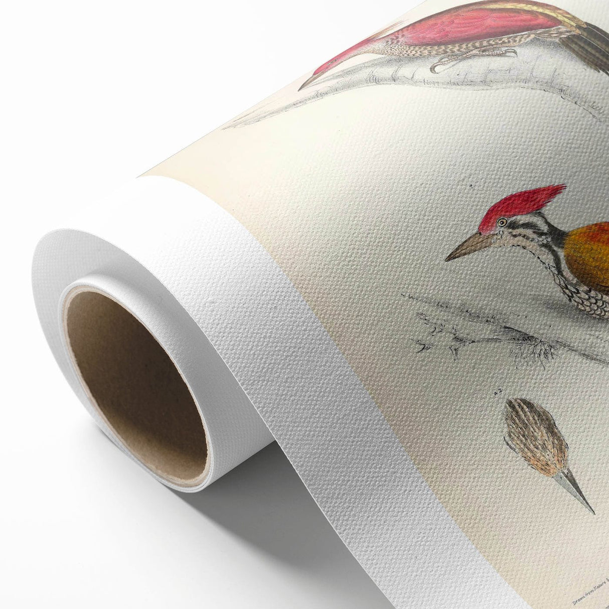 Vintage Animal Art: Crimson & Indian-Streaked Woodpecker Print