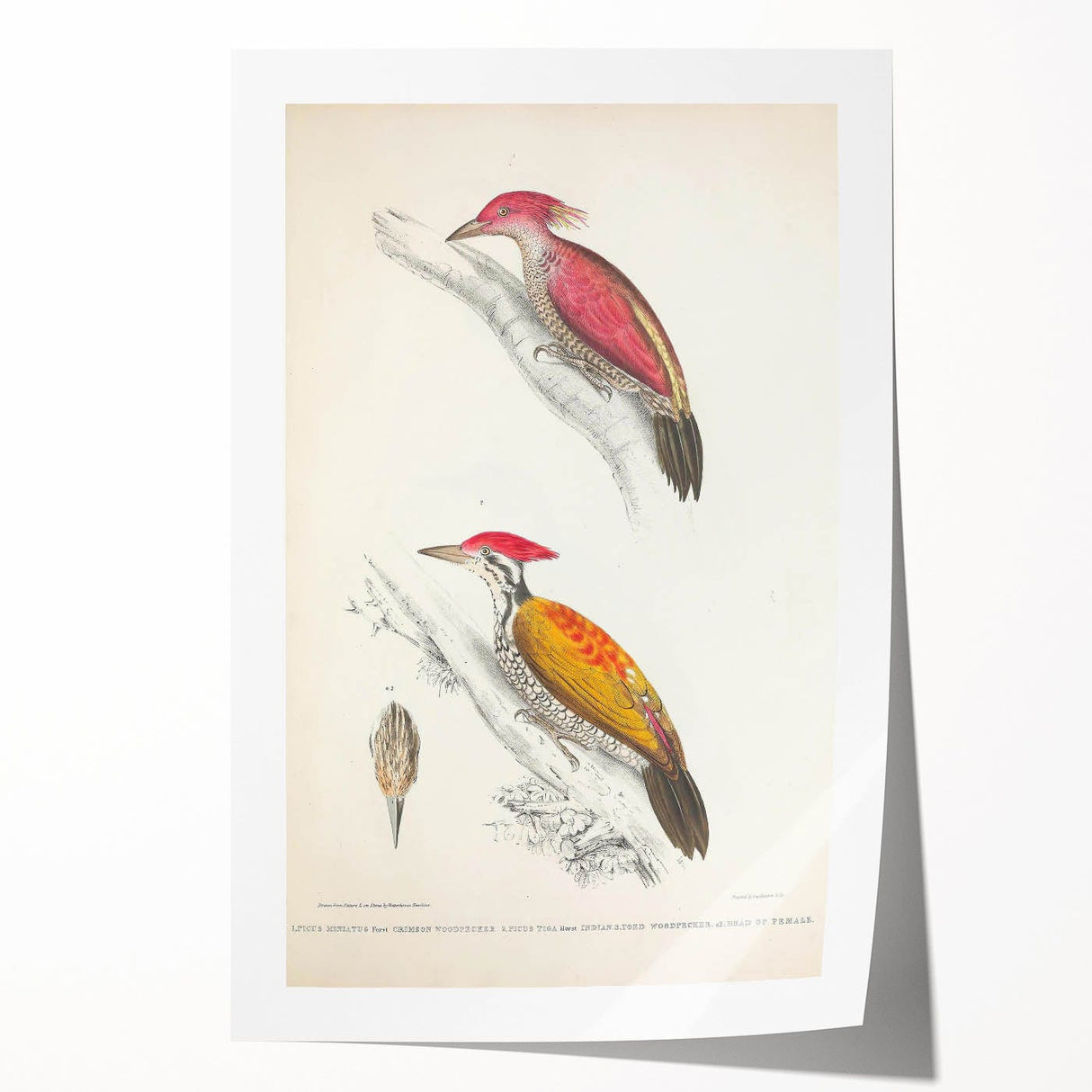 Vintage Animal Art: Crimson & Indian-Streaked Woodpecker Print