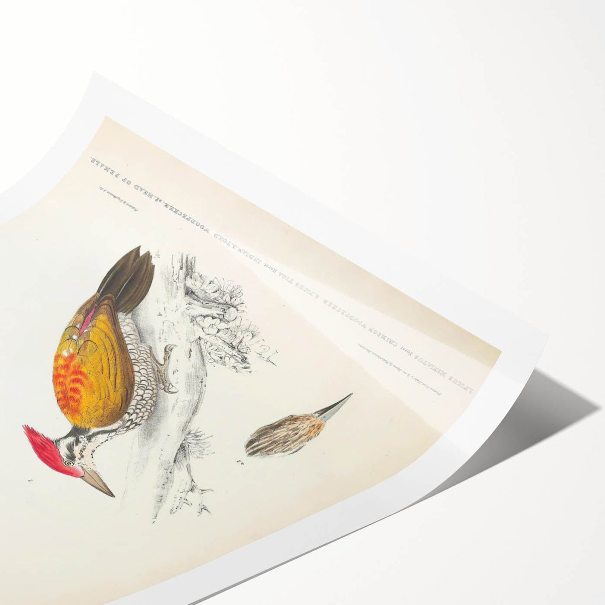 Vintage Animal Art: Crimson & Indian-Streaked Woodpecker Print