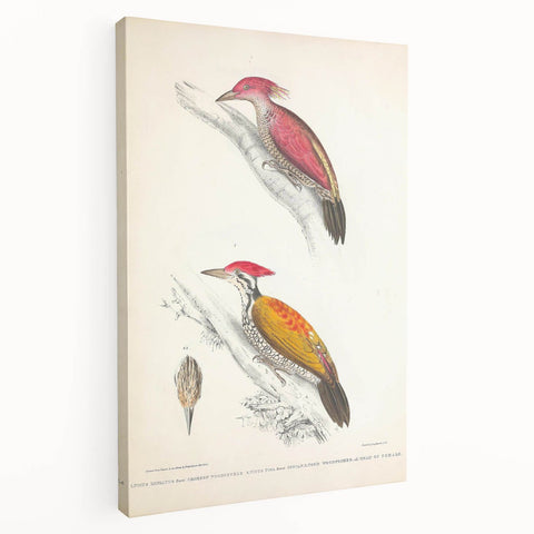Vintage Animal Art: Crimson & Indian-Streaked Woodpecker Print