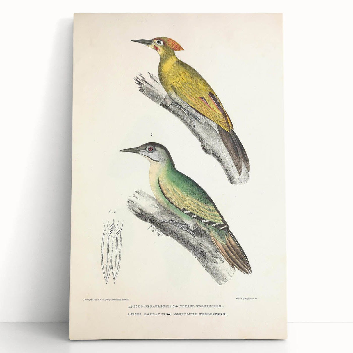 Vintage Animal Art: Nepal & Moustache Woodpecker Illustration Print