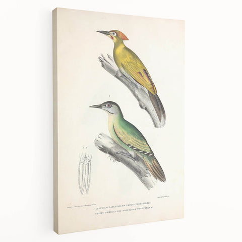 Vintage Animal Art: Nepal & Moustache Woodpecker Illustration Print