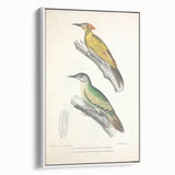 Vintage Animal Art: Nepal & Moustache Woodpecker Illustration Print
