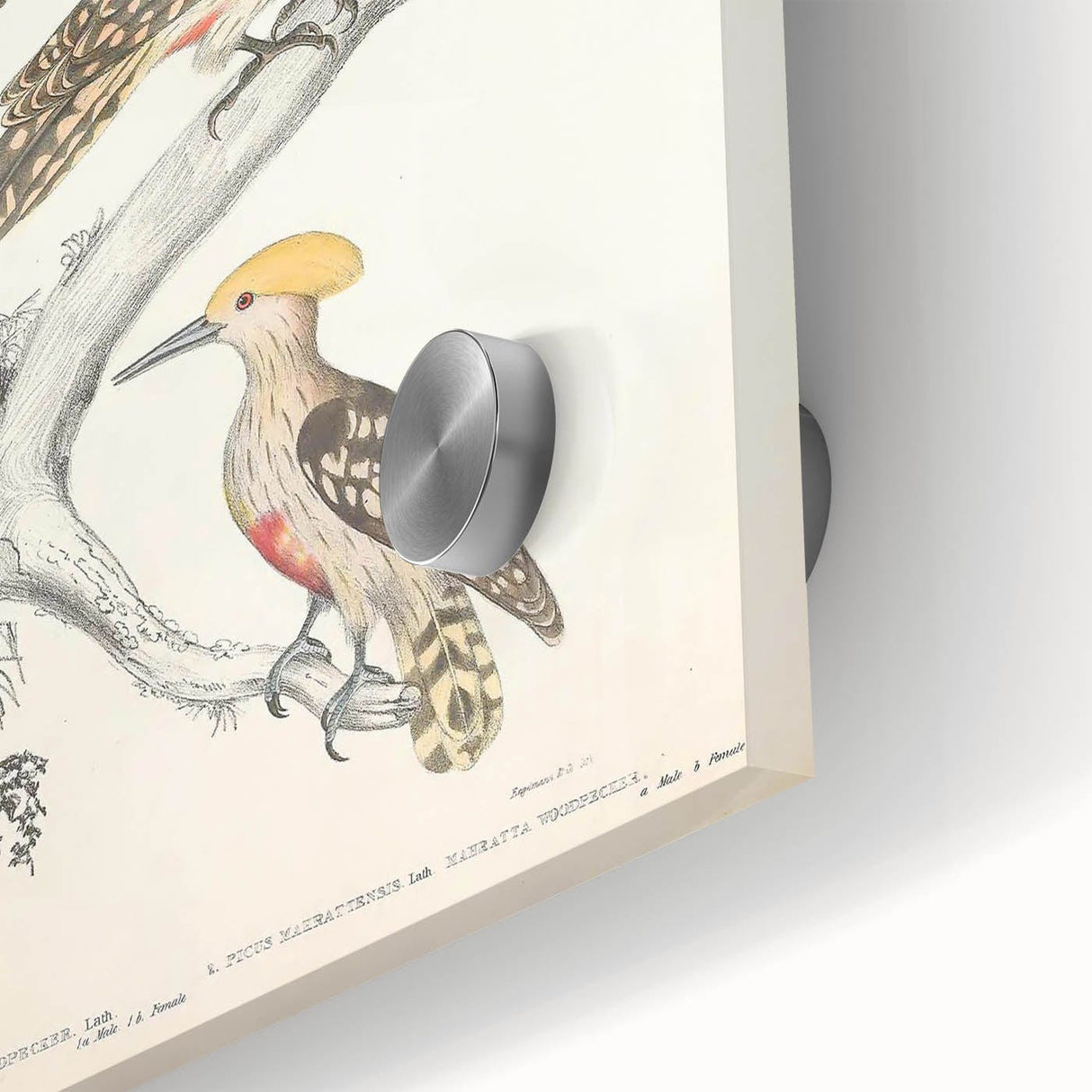 Vintage Animal Art - Retro Woodpecker Illustration Art Prints for Home
