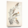 Vintage Animal Art - Retro Woodpecker Illustration Art Prints for Home