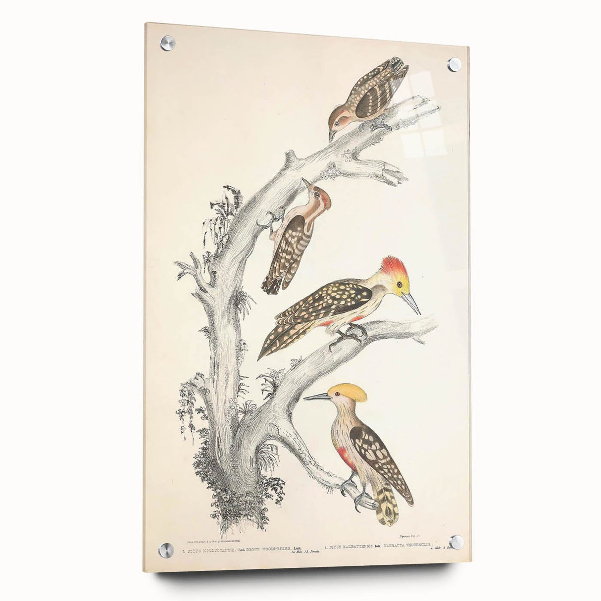 Vintage Animal Art - Retro Woodpecker Illustration Art Prints for Home