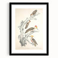 Vintage Animal Art - Retro Woodpecker Illustration Art Prints for Home