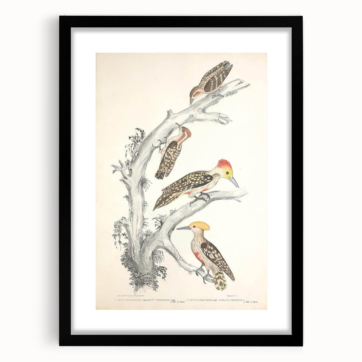 Vintage Animal Art - Retro Woodpecker Illustration Art Prints for Home