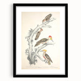 Vintage Animal Art - Retro Woodpecker Illustration Art Prints for Home