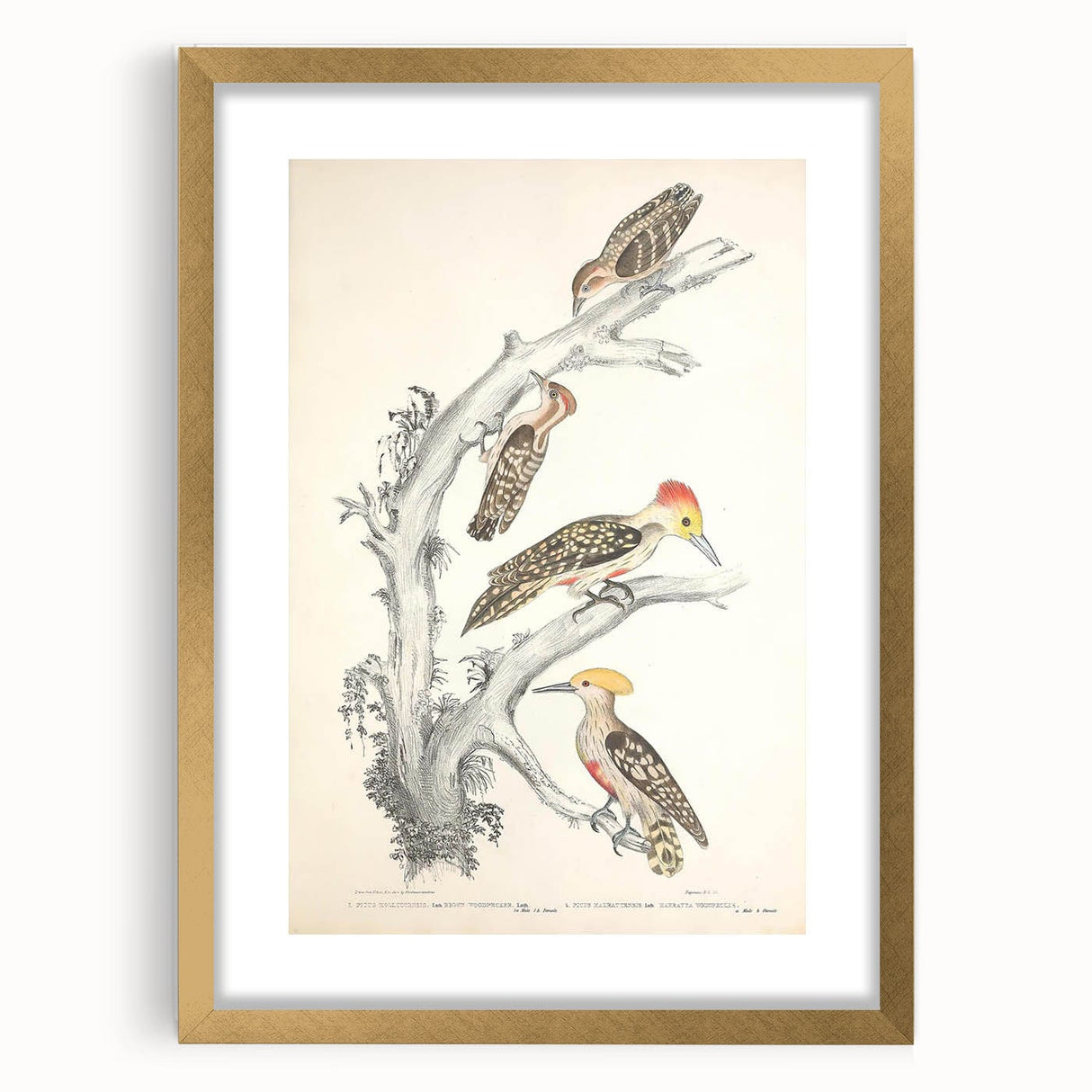 Vintage Animal Art - Retro Woodpecker Illustration Art Prints for Home