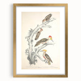 Vintage Animal Art - Retro Woodpecker Illustration Art Prints for Home