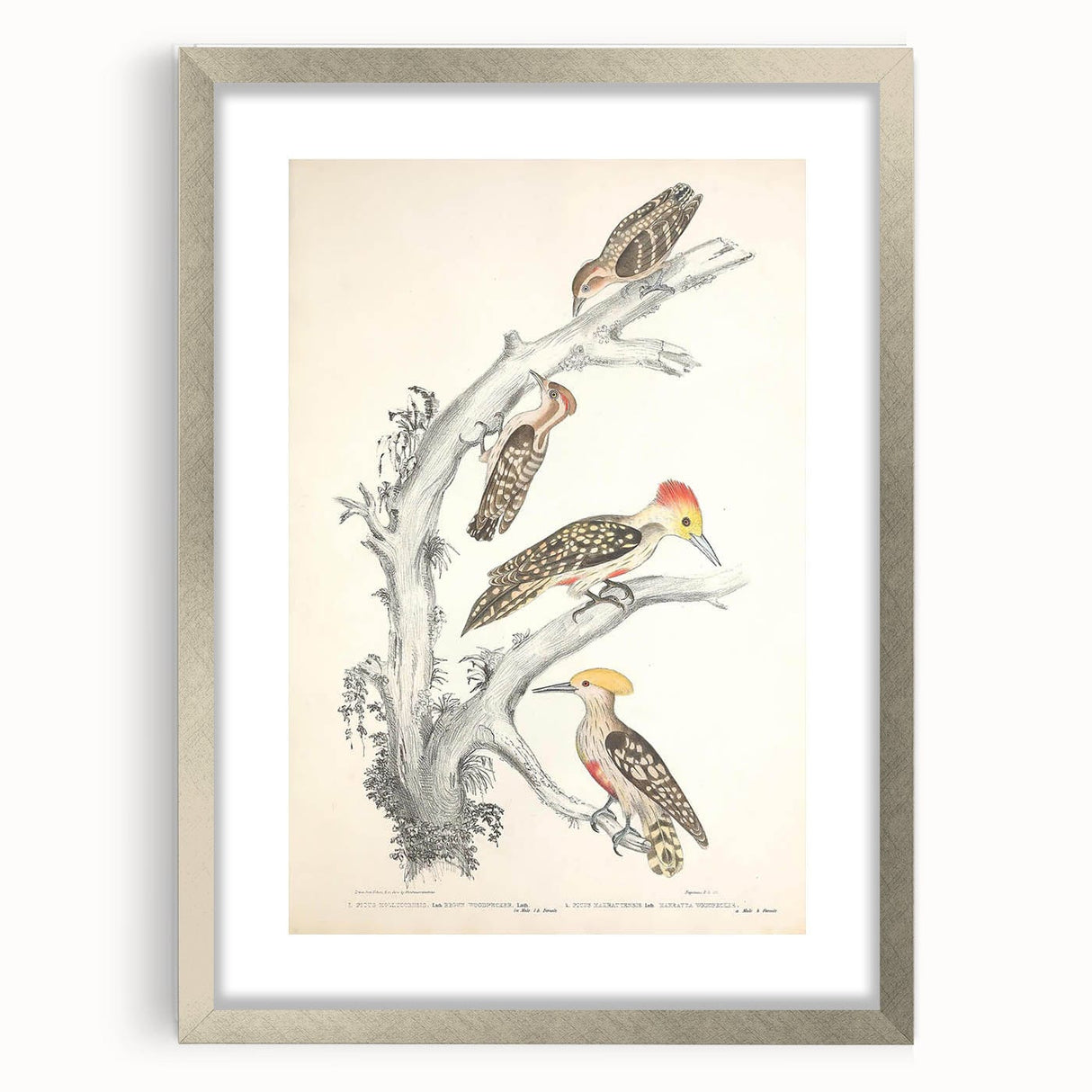 Vintage Animal Art - Retro Woodpecker Illustration Art Prints for Home