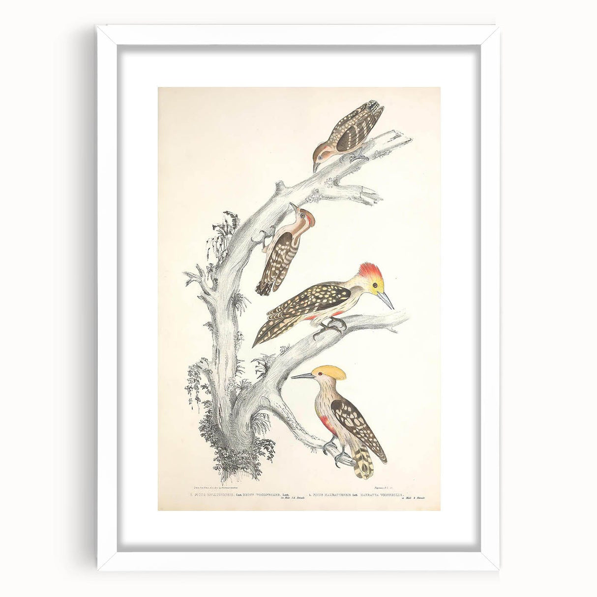 Vintage Animal Art - Retro Woodpecker Illustration Art Prints for Home