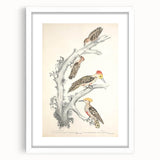Vintage Animal Art - Retro Woodpecker Illustration Art Prints for Home