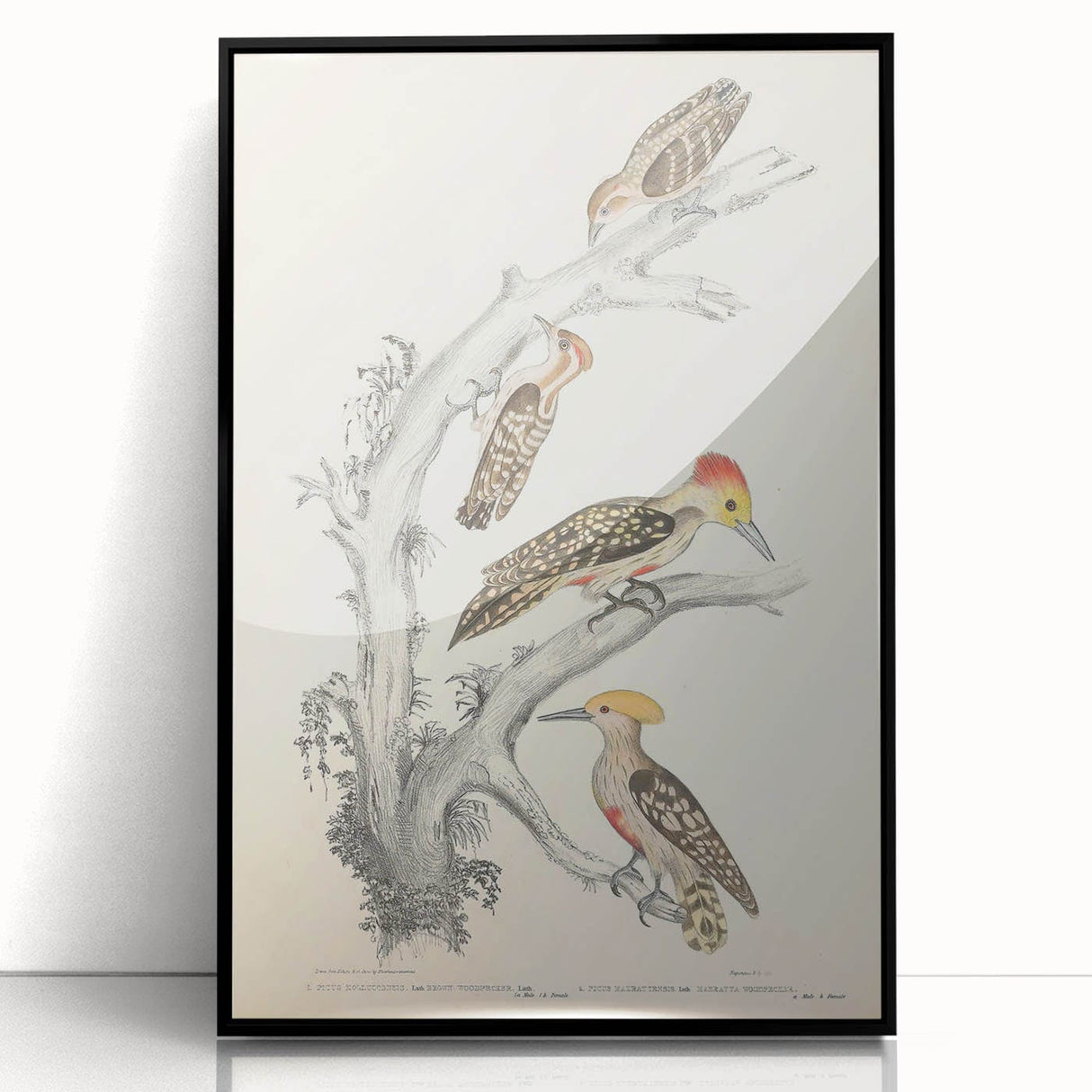 Vintage Animal Art - Retro Woodpecker Illustration Art Prints for Home