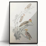 Vintage Animal Art - Retro Woodpecker Illustration Art Prints for Home