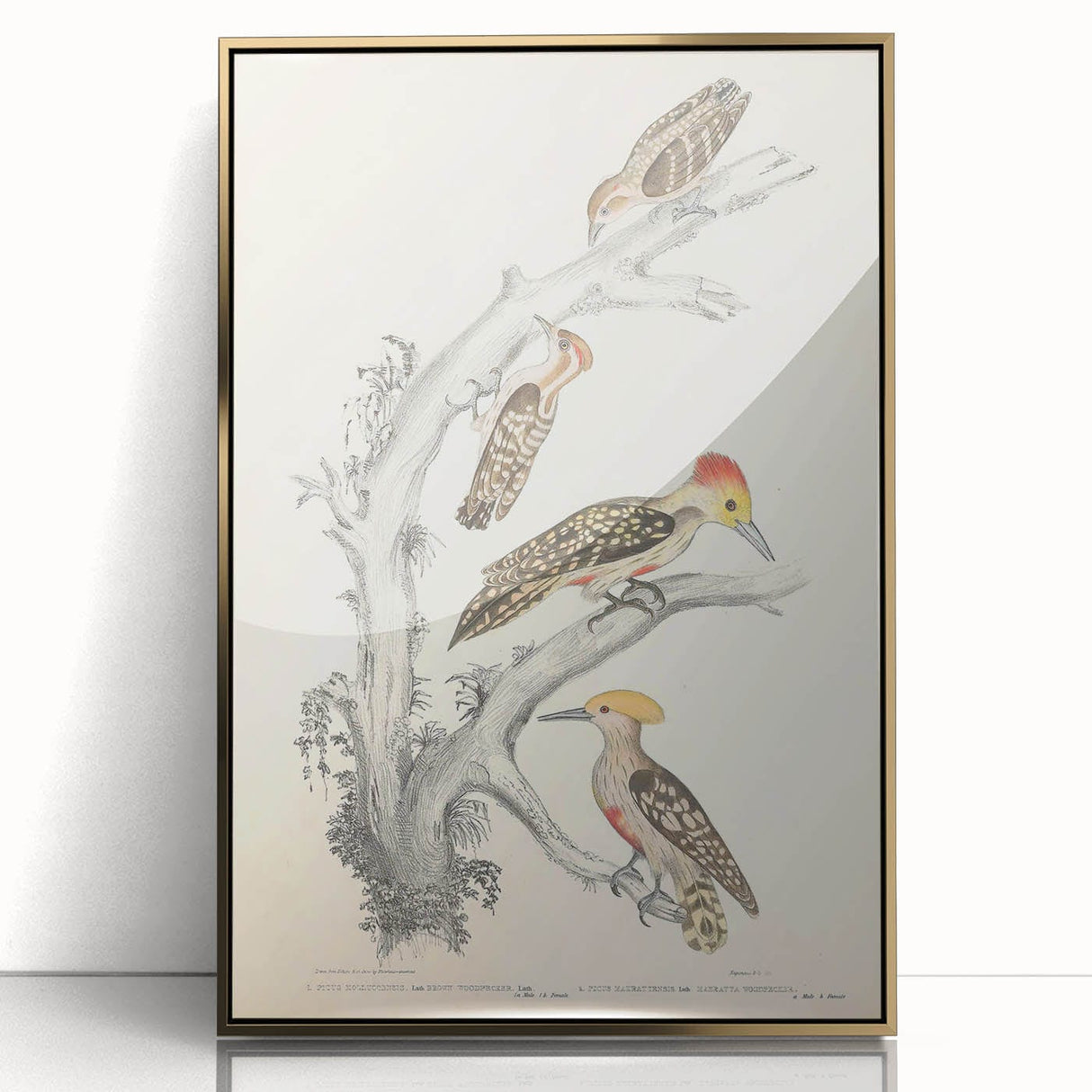Vintage Animal Art - Retro Woodpecker Illustration Art Prints for Home